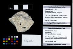 Foto (Objekt + Etikett) von Isopoda indet.  (NHMW-GEO-1990-0041-2781)